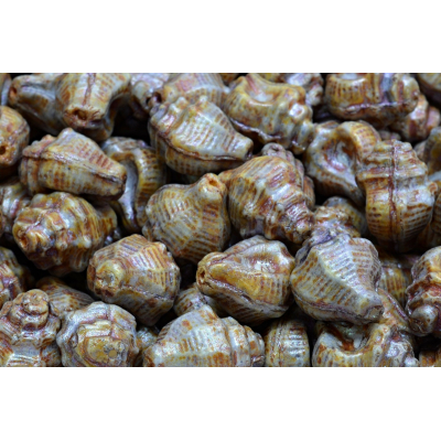 Mušle Murex č. 2612 (15x12mm)