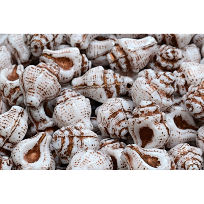 Mušle Murex č. 2617 (15x12mm)