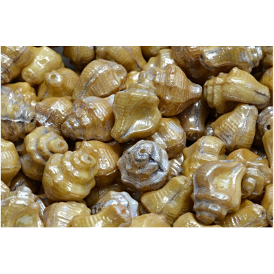 Mušle Murex č. 3087 (15x12mm)