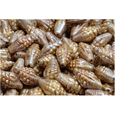 Mušle Miter č. 2348 (16X8mm)