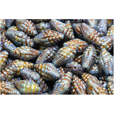 Mušle Miter č. 2349 (16X8mm)