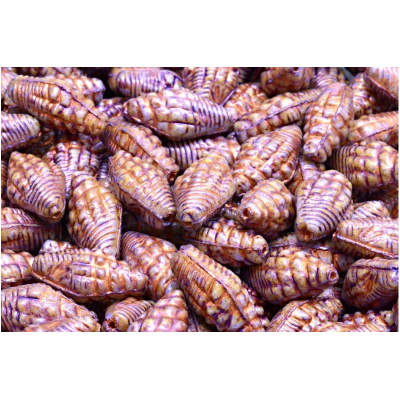 Mušle Miter č. 2350 (16X8mm)