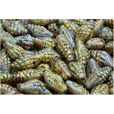 Mušle Miter č. 2351 (16X8mm)