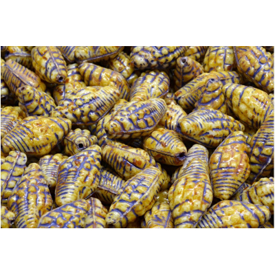 Mušle Miter č. 2354 (16X8mm)