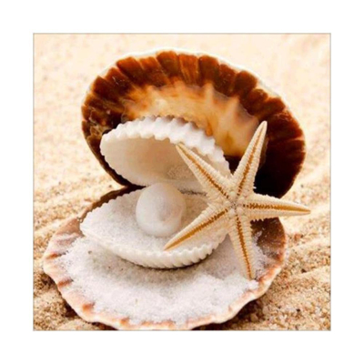 Diamantové malování - Mušle s perlou - č. 52 30 x 30 cm