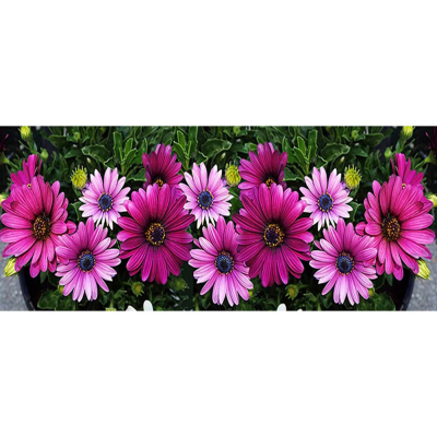 Diamantové malování - Květiny - č. 57 110 x 50 cm