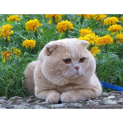 Diamantové malování - Kočka - č. 106 40 x 50 cm