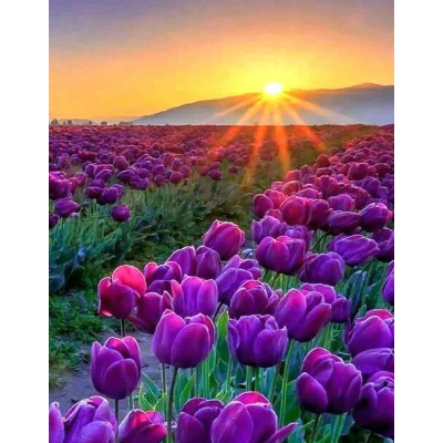 Diamantové malování - Východ slunce nad tulipány - č. 173...