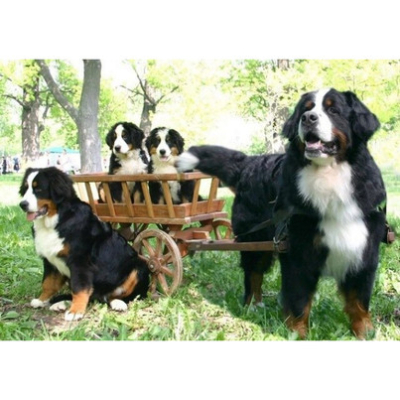 Diamantové malování - Bernští salašničtí psi - č. 301...