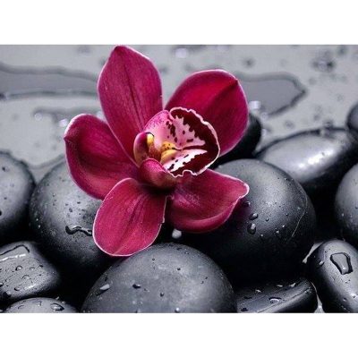 Diamantové malování - Květ na oblazcích - č. 318 40x40 cm