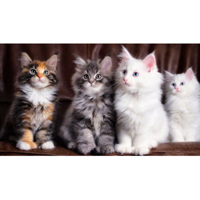 Diamantové malování - Barevná koťata - č. 341 40x70 cm