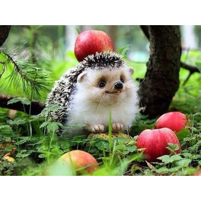 Diamantové malování - Ježek s jablky - č. 350 30x40 cm