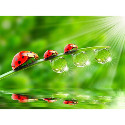 Diamantové malování - Berušky a rosa - č. 361 30x40 cm