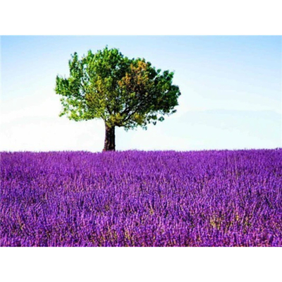 Diamantové malování - Zelený strom ve fialovém lánu - č....