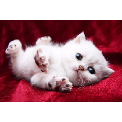 Diamantové malování - Bílé kotě - č. 400 40x50 cm