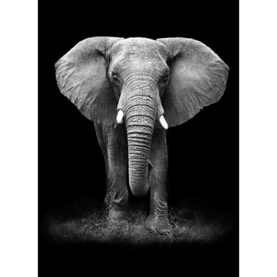 Diamantové malování - Slon ČB - č. 406 50x70 cm