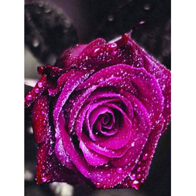 Diamantové malování - Orosená růže - č. 441 40x50 cm