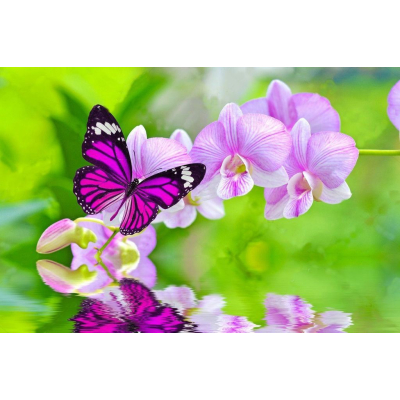 Diamantové malování - Motýl na lilii - č. 456 60x80 cm