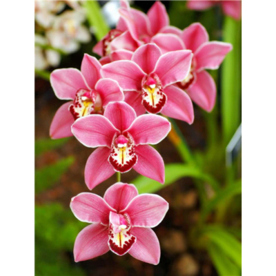 Diamantové malování - Orchidej - č. 473 65x85 cm