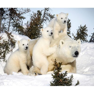 Diamantové malování - Medvědí rodinka - č. 494 50x60 cm