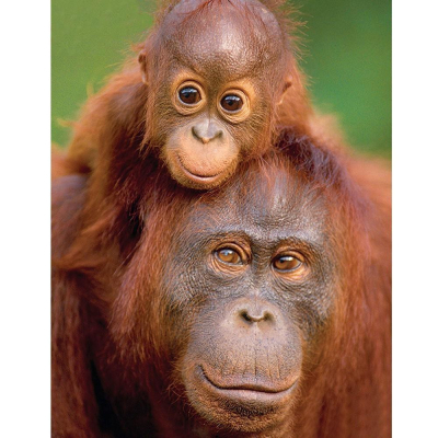 Diamantové malování - Orangutani - č. 527 30x40 cm