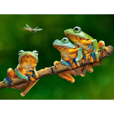 Diamantové malování -Žáby - č. 528 40x50 cm