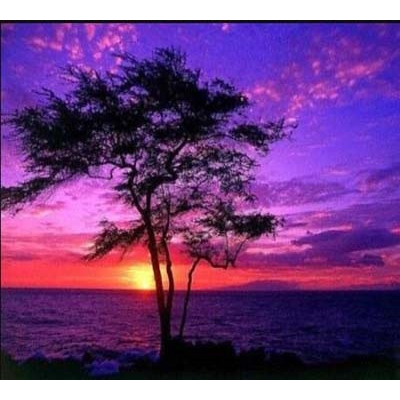 Diamantové malování - Strom v červáncích - č. 578 75x75 cm