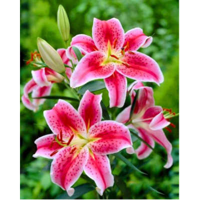 Diamantové malování - Růžové lilie - č. 594 65x85 cm