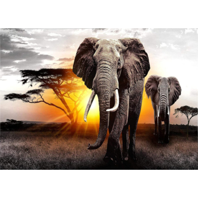 Diamantové malování - Sloni v savaně-č644 50x70 cm