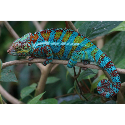 Diamantové malování - Chameleon - č. 646 40x50 cm