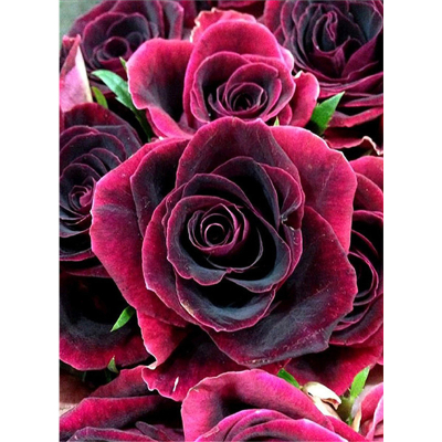 Diamantové malování - Tmavé růže - č. 680 60x80 cm