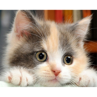 Diamantové malování - Koťátko - č. 682 40x50 cm