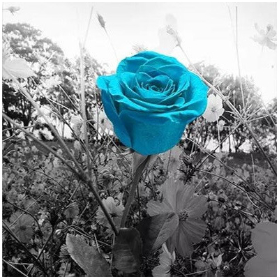 Diamantové malování - Tyrkysový květ - č. 691 75x75 cm