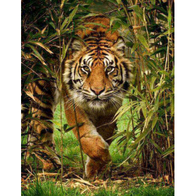 Diamantové malování - Tygr z džungle - č. 700 40x60 cm