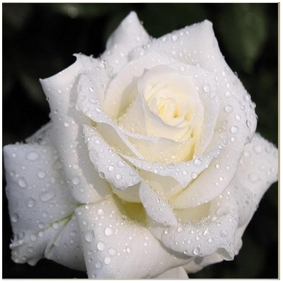 Diamantové malování - Orosena růže - č. 756 50x50 cm