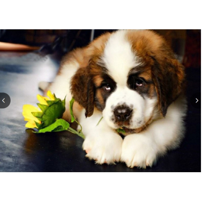 Diamantové malování - Štěně se slunečnicí - č. 757 35x45 cm