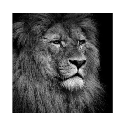 Diamantové malování - Černobílý lev - č. 846 40x40 cm