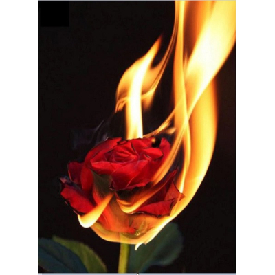 Diamantové malování - Hořící růže - č. 866 40x50 cm