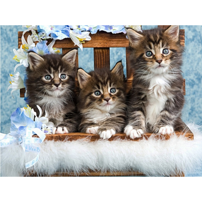 Diamantové malování - Roztomilá koťátka č. 972