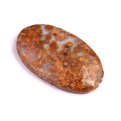 Kabošon Palm Root Fossil č.3017 (42x25x6mm)