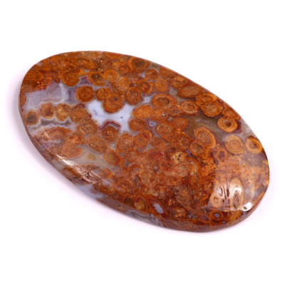 Kabošon Palm Root Fossil č.3026 (49x30x6mm)