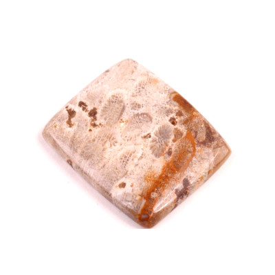 Kabošon Fossil Coral č.2086 (36x31x6mm)