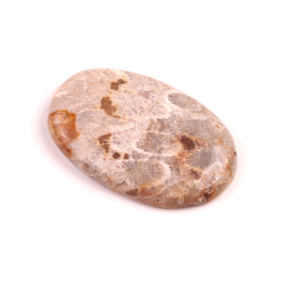 Kabošon Fossil Coral č.2088 (40x26x6mm)