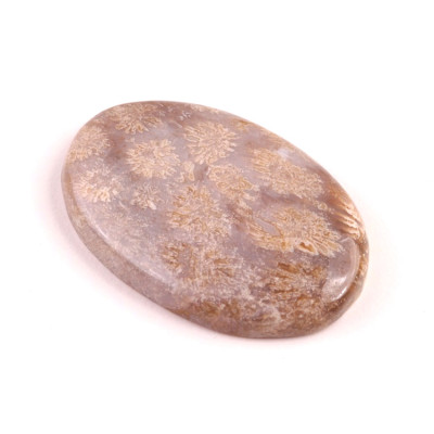 Kabošon Fossil Coral č.2089 (43x29x7mm)