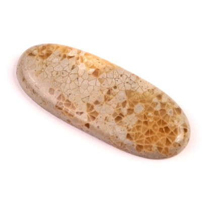 Kabošon Java Fossil č.4537 (48x19x5mm)