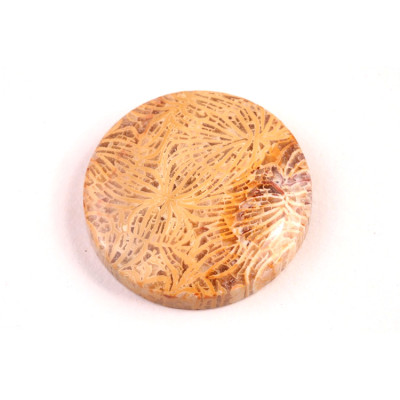 Kabošon Fossil Coral č.5423 (27x6mm)