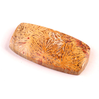 Kabošon Fossil Coral č.5426 (38x18x6mm)