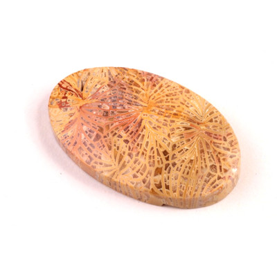 Kabošon Fossil Coral č.5435 (35x21x6mm)