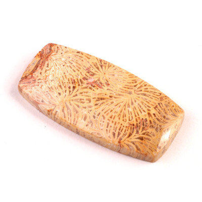Kabošon Fossil Coral č.5440 (38x19x6mm)