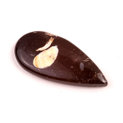 Kabošon Colus Fossil č.5719 (45x21x6mm)